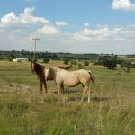 Accommodation availabl
